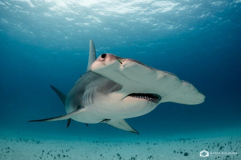 underwater, hammerhead, great hammerhead, shark, close-up Молоточкиphoto preview