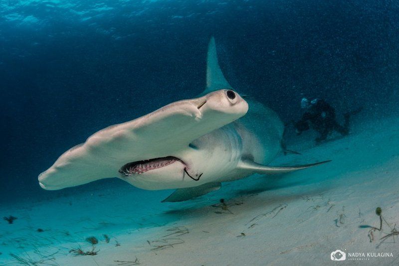 Молоточкиphoto preview