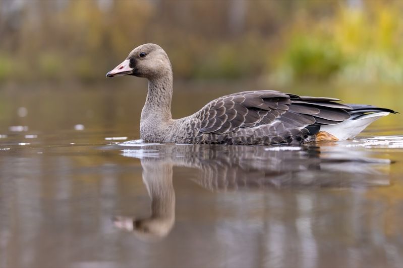 гусь, белолобый гусь, птицы Гусенокphoto preview