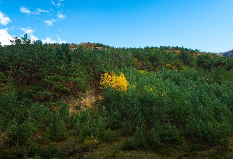 жёлтикphoto preview