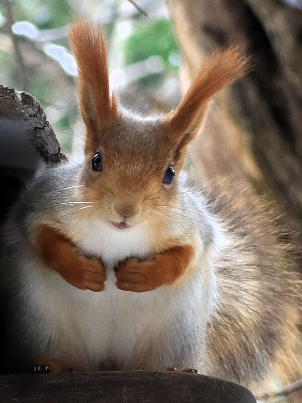 природа,белка Портретphoto preview