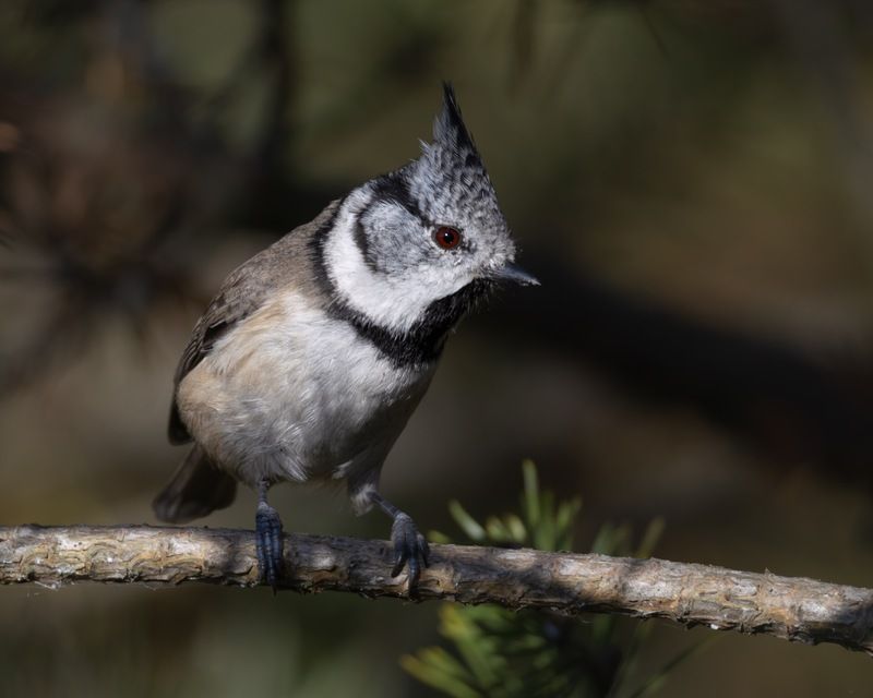 гренадерка, хохлатая синица, синица, птицы  фото превью