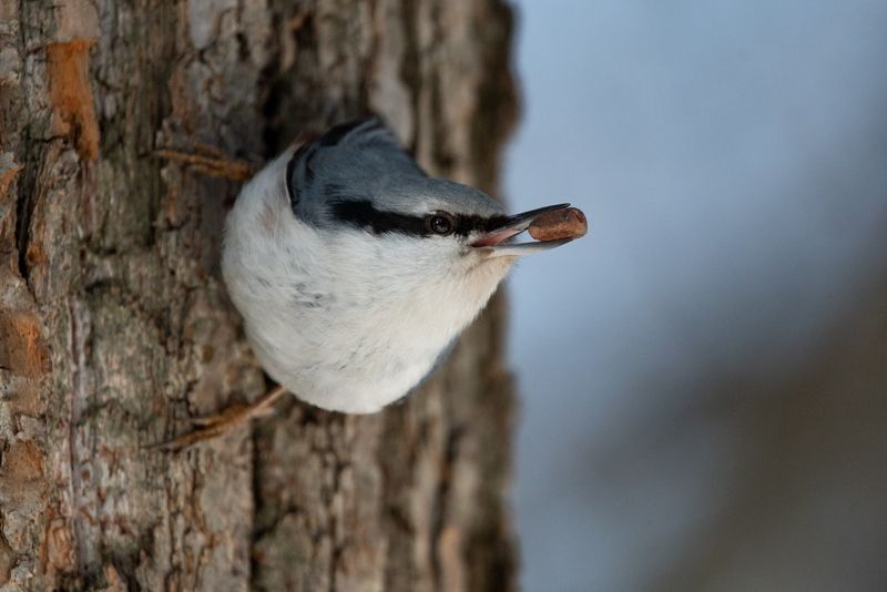 bird, wildlife, nuthatch, nature, wild, поползень, птицы, фотоохота, дикая, природа Поползень / Sitta europaea / Eurasian nuthatchphoto preview