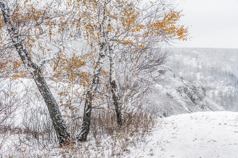 Осенняя графикаphoto preview