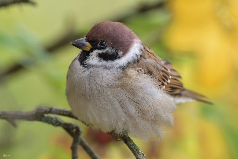 Воробейчикphoto preview