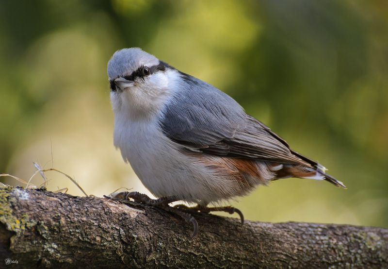 Поползеньphoto preview