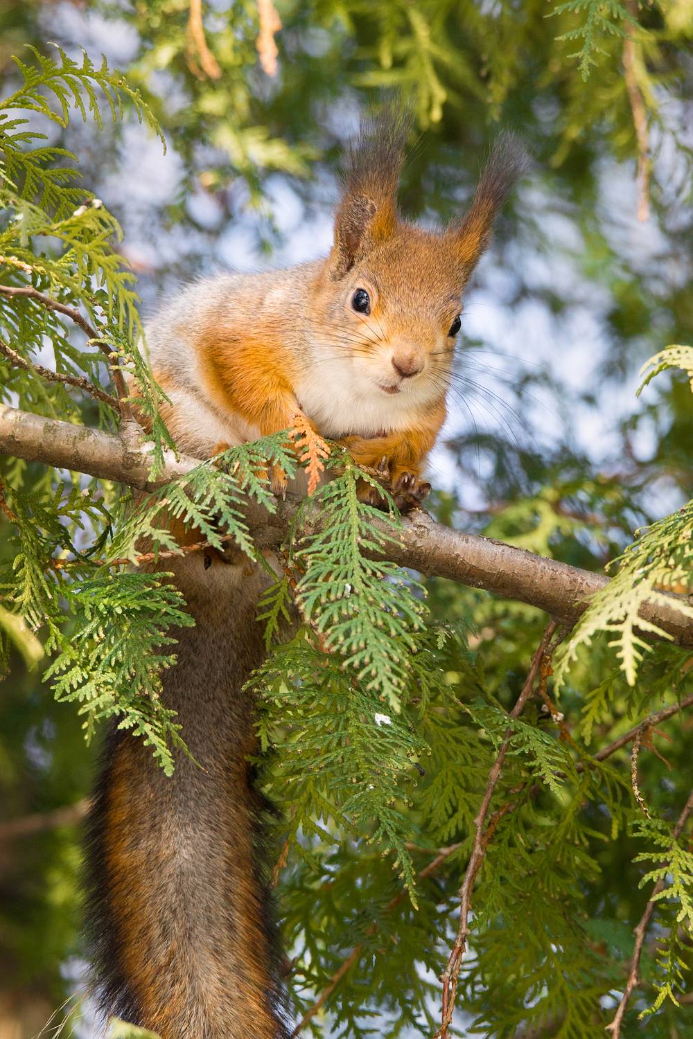 Семки есть?. Автор: Корнеев Алексей , Корнеев Алексей