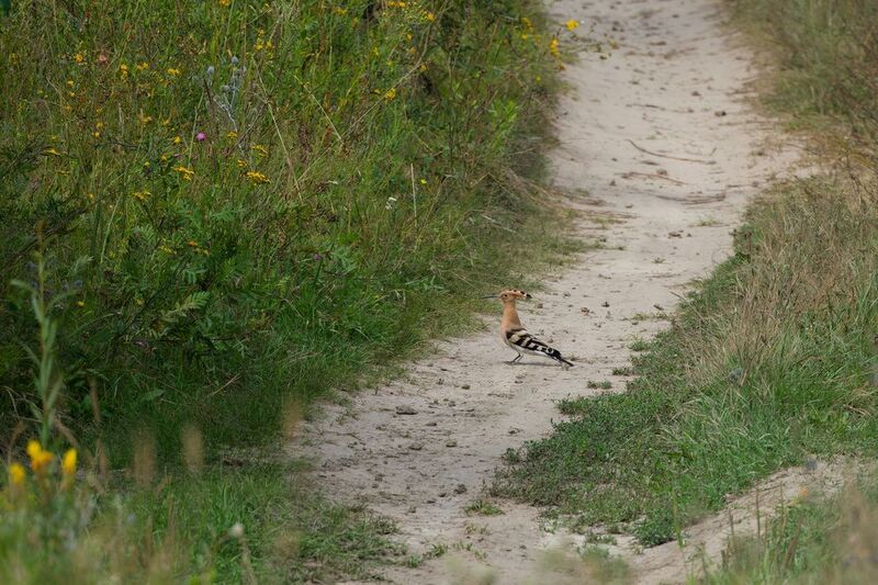 удод, птицы, ракшеобразные, природа, фотоохота, upupa epops, birds, nature, birdwatching Удод на дорогеphoto preview