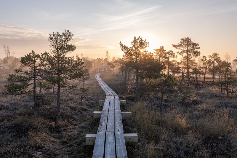 Болото. Туманное утроphoto preview