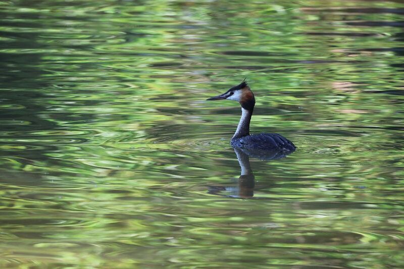 чомга, большая поганка, царицыно, вода, отражение, птицы, игра цвета, фотоохота, grebe, water, reflection, birdwatching Чомга на красивой водеphoto preview