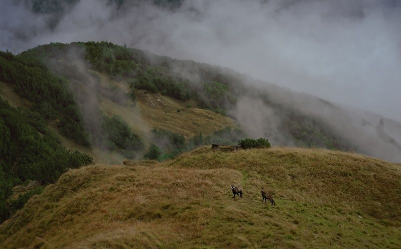 Серныphoto preview