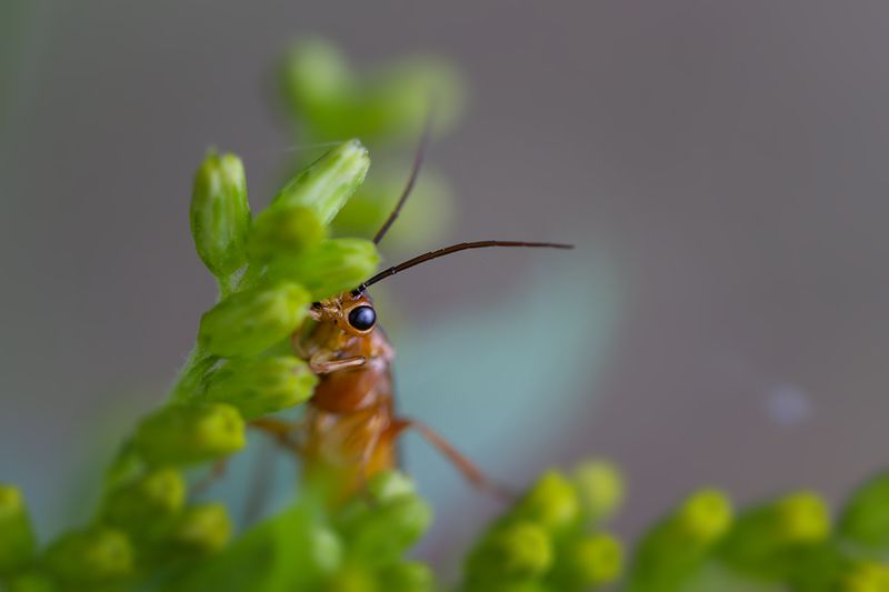 макро, жук, bug, macro Скрытый наблюдатель фото превью