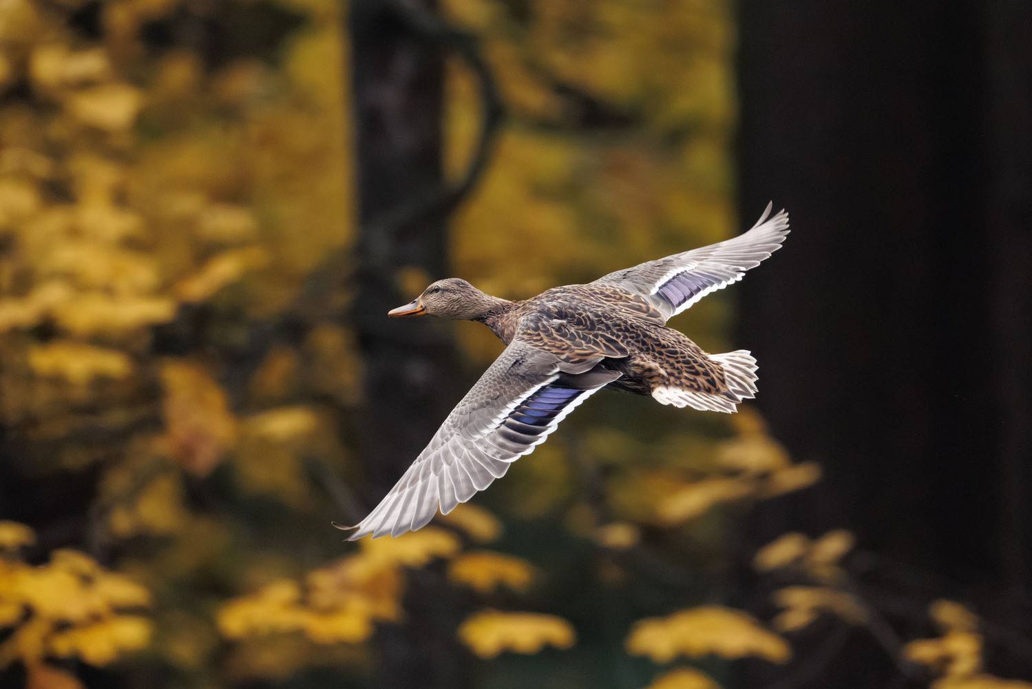 ***. Автор: ssmirs Сергей , ssmirs Сергей