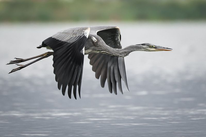 серая цапля Серая цапляphoto preview