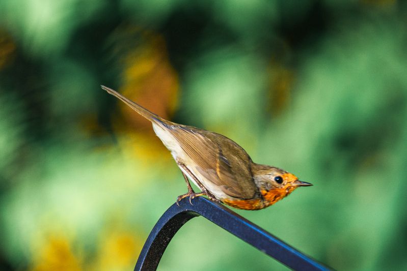 охранник на постуphoto preview