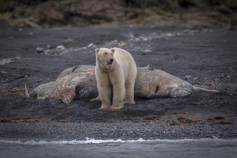 Жду вас в гости на моржаphoto preview