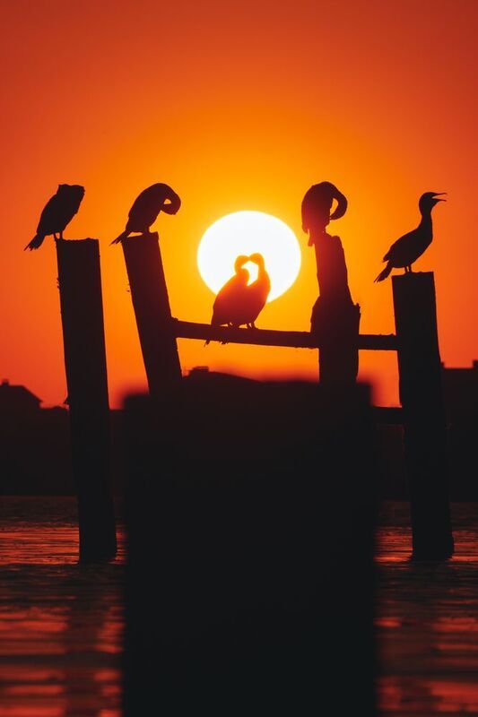 Бакланья свадьбаphoto preview