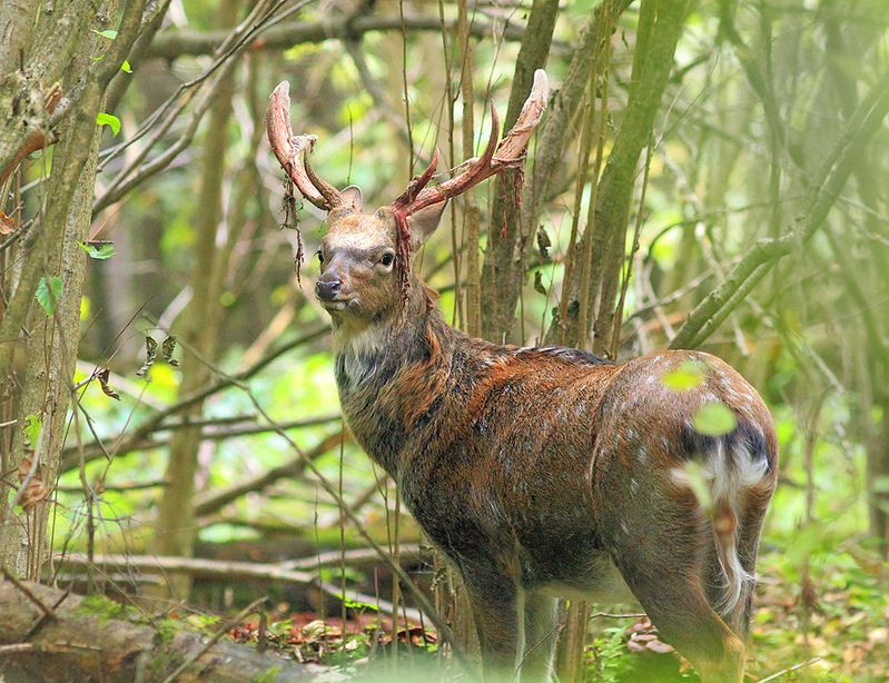 Пятнистыеphoto preview