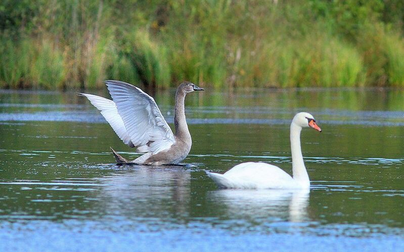 Лебедиphoto preview