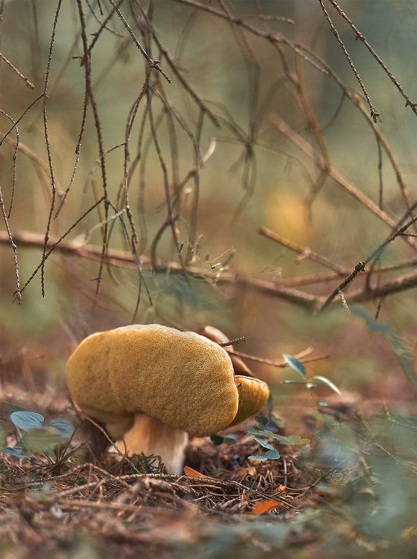 трубчатыйphoto preview