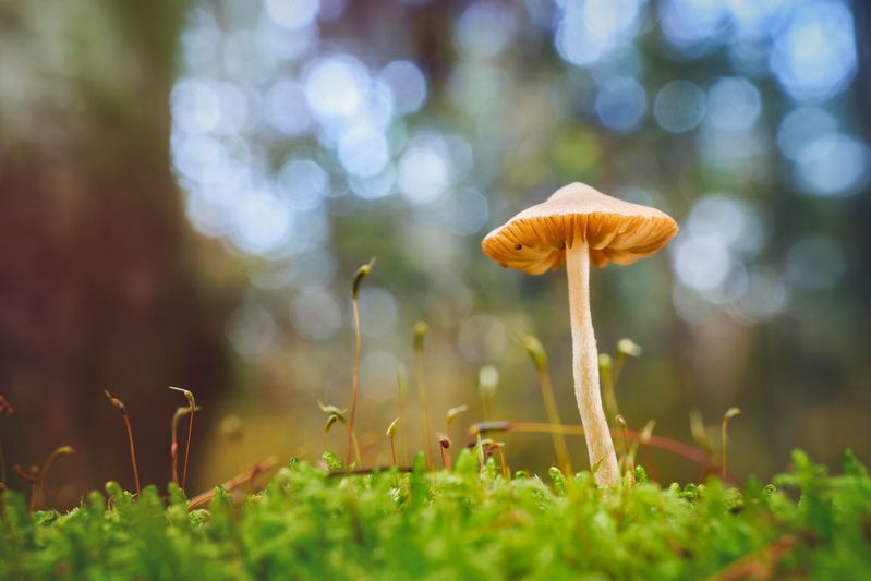 гриб Маленький грибочекphoto preview