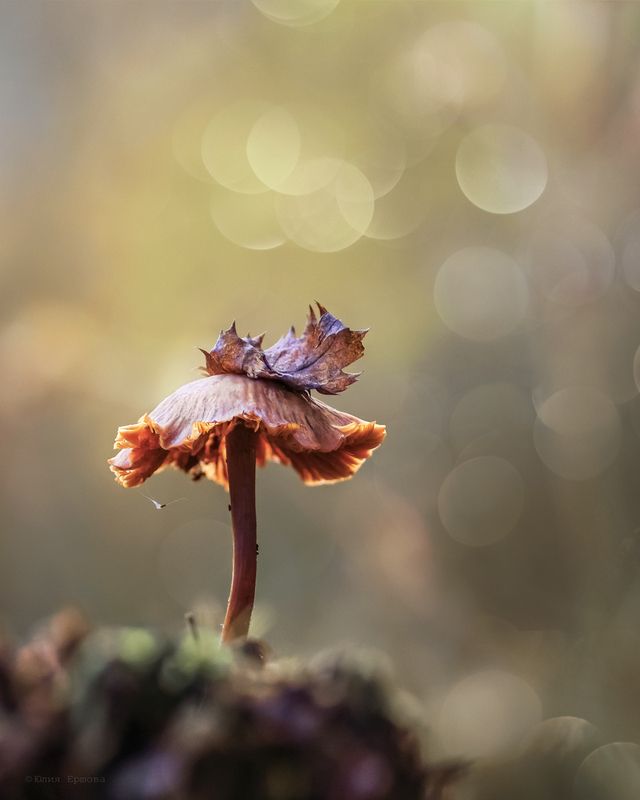 гриб, поганка, макро photo preview