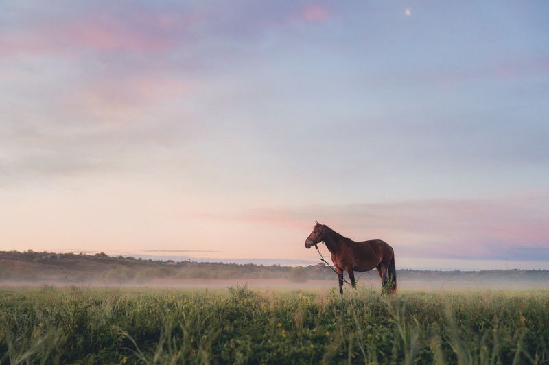 horse, dawn, morning, sunrise, mist, fog, field, nature, countryside, landscape, fine art, pastel, silence, solitude, serenity, calm, atmosphere, minimalism, poetic, cinematic, stillness, presence, soft light, peaceful, dreamy, freedom, rural, wild, beaut Fine-Art Horse at Dawnphoto preview