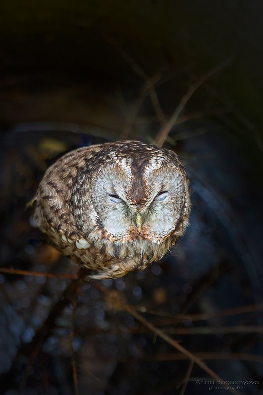 Сова в трубе...photo preview