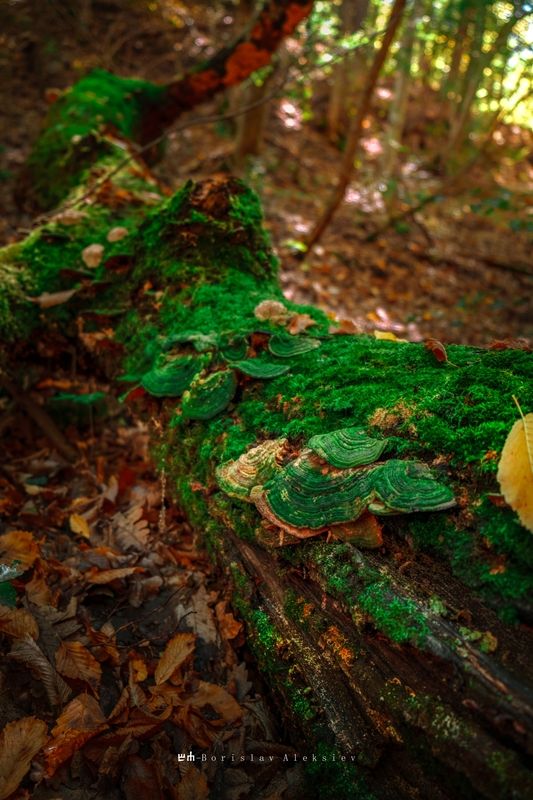 mushroom,dark,light,bokeh,nature,green, Greenphoto preview