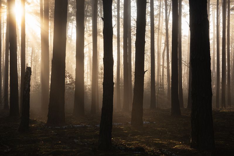 В лесу рассветphoto preview