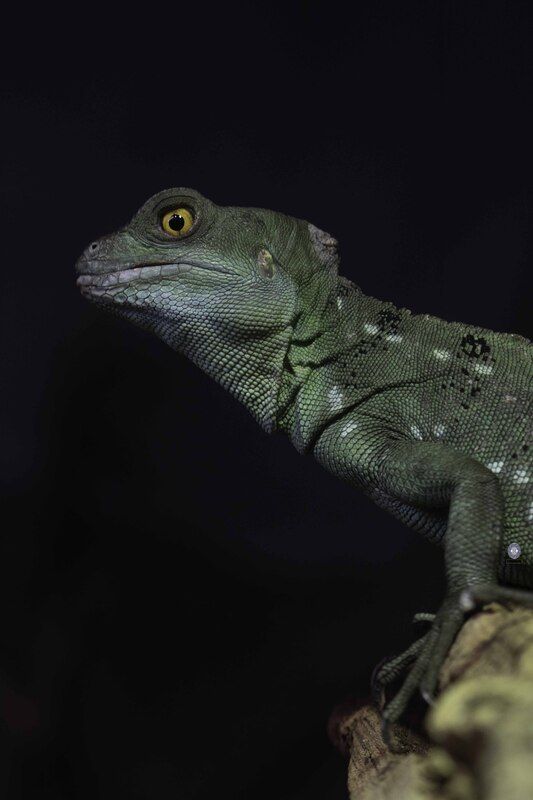 Green crested basiliskphoto preview