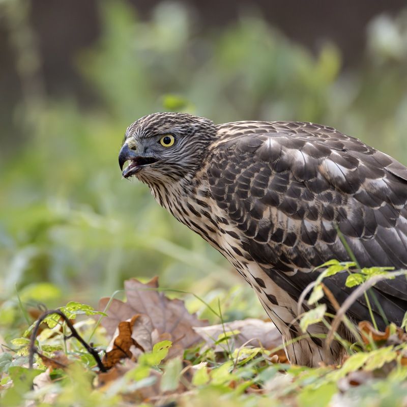 ястреб тетеревятник, ястреб, тетеревятник, птицы, ястреб-тетеревятник Тетеревятникphoto preview