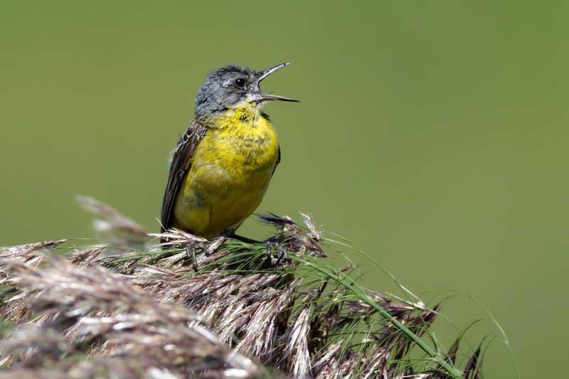 желтая трясогузка,трясогузка, птицы Желтая трясогузкаphoto preview