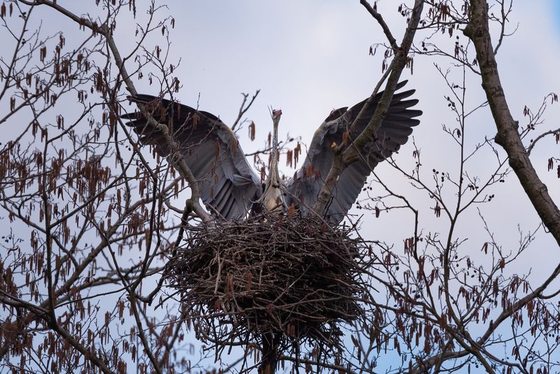 Серая цапля / Ardea cinerea / Grey heronphoto preview