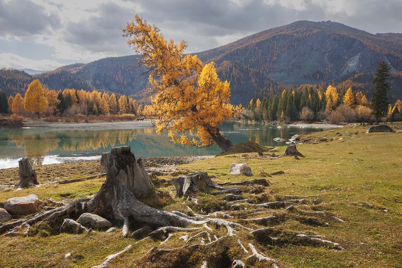 алтай, горный алтай, беляши, осень, лиственница, аргут На берегу Аргута фото превью