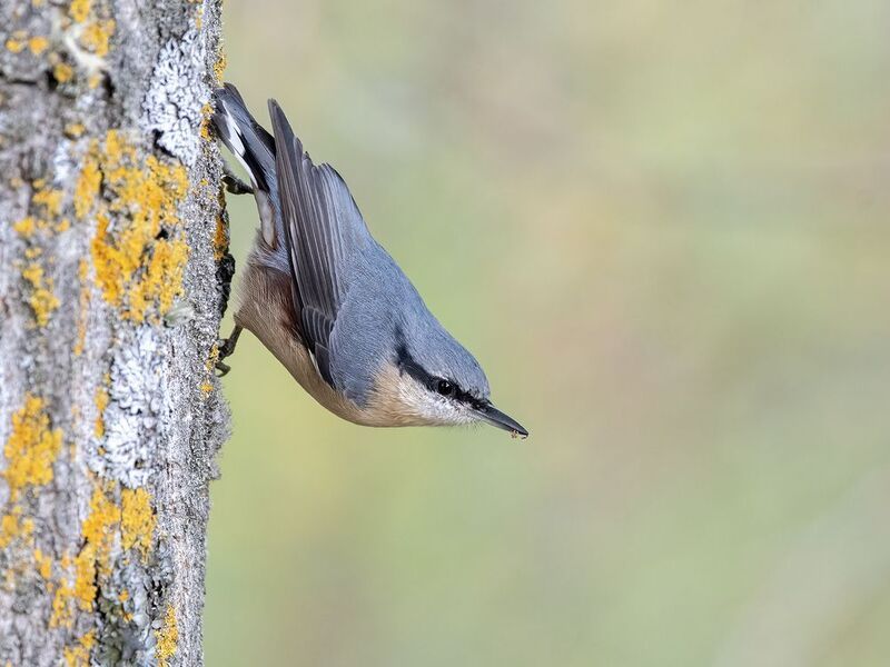 Eurasian Nuthatchphoto preview