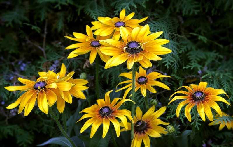 Рудбекияphoto preview