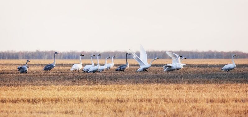 лебеди, кликун, осень, Уроки полётов.photo preview