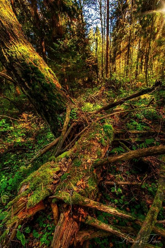 Костромской край.photo preview