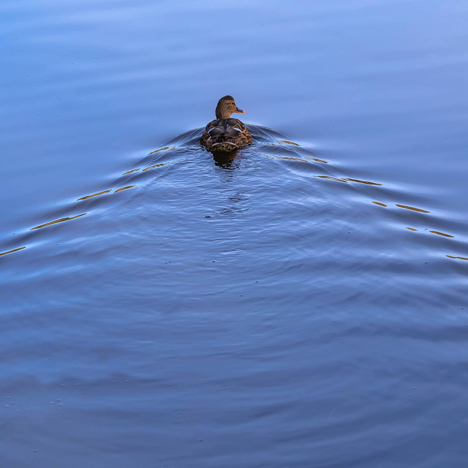 голуби, утки, птицы, осень, вода,, Александр Резников