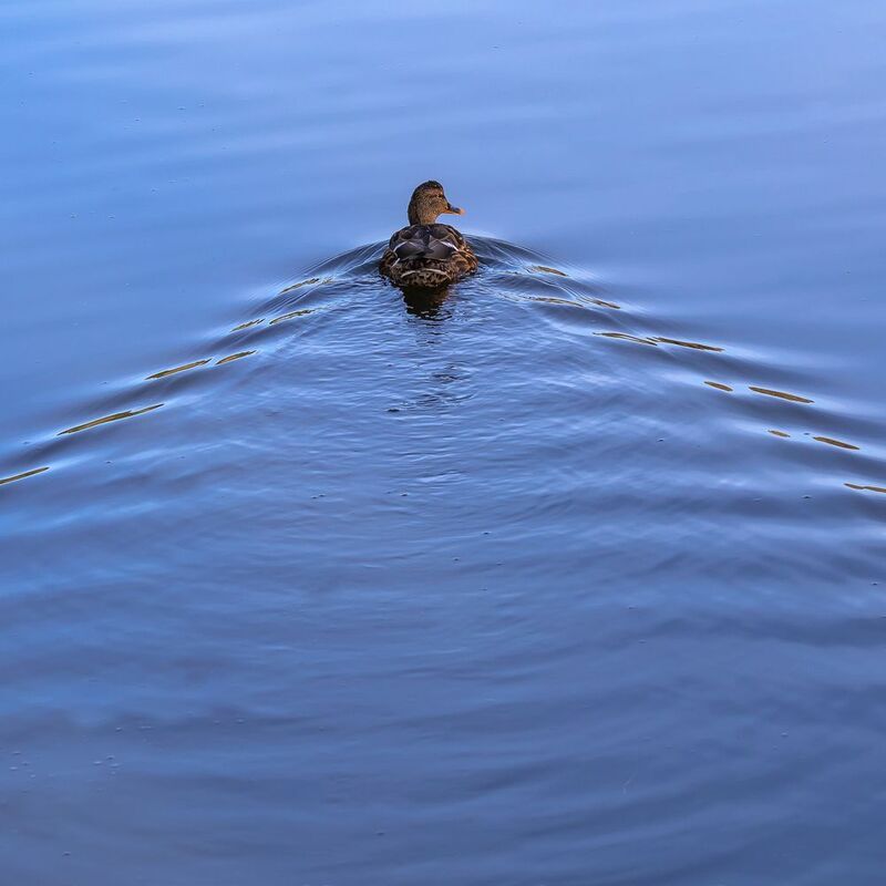 голуби, утки, птицы, осень, вода, photo preview