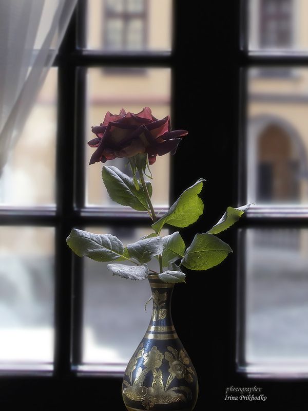 натюрморт, цветы, окно, роза Черна роза - эмблема печали...photo preview