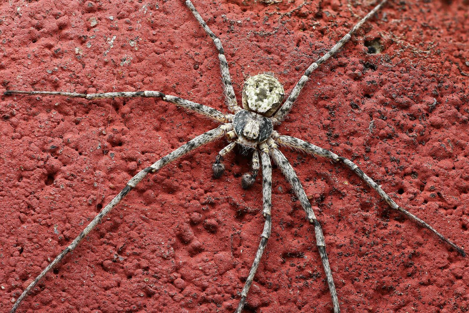 макро, природа, животное, растение, цвет, фото, красный, паук, Шаповалов Андрей