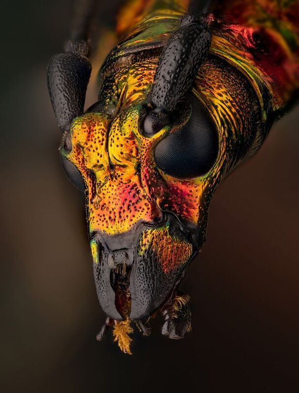 coleoptera, cerambycidae, hypatium splendidum Горячийphoto preview