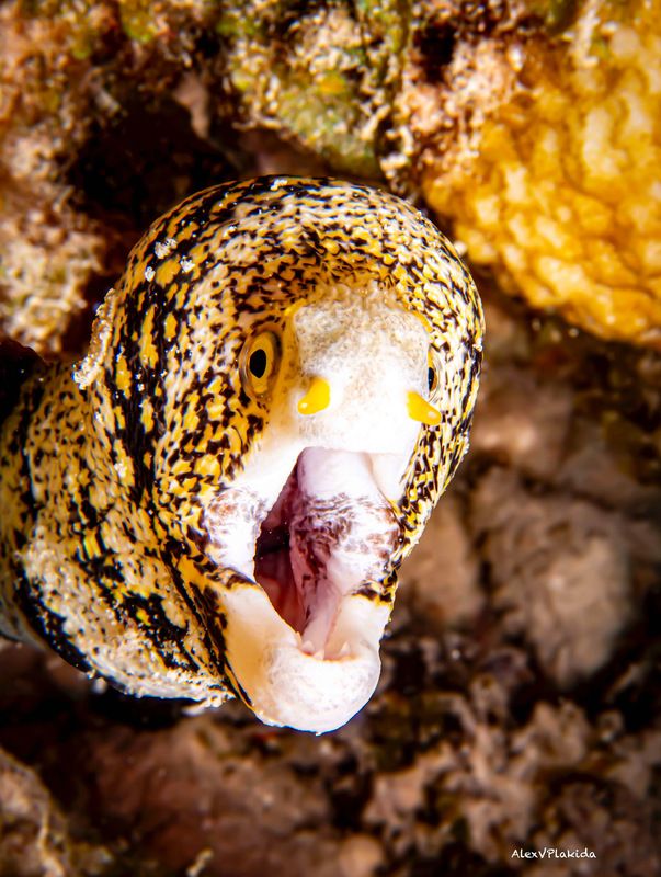 Oh my!…photo preview