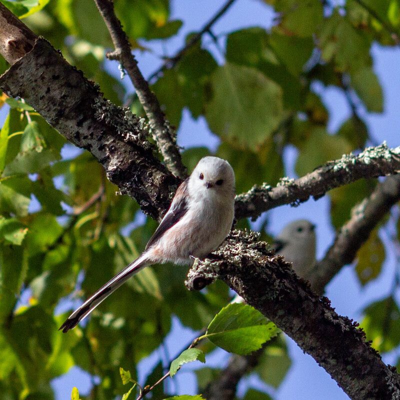 Длиннохвостая синицаphoto preview