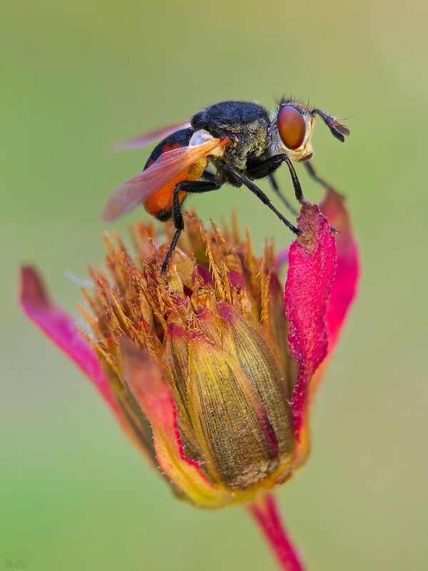 тахина череда #муха6photo preview