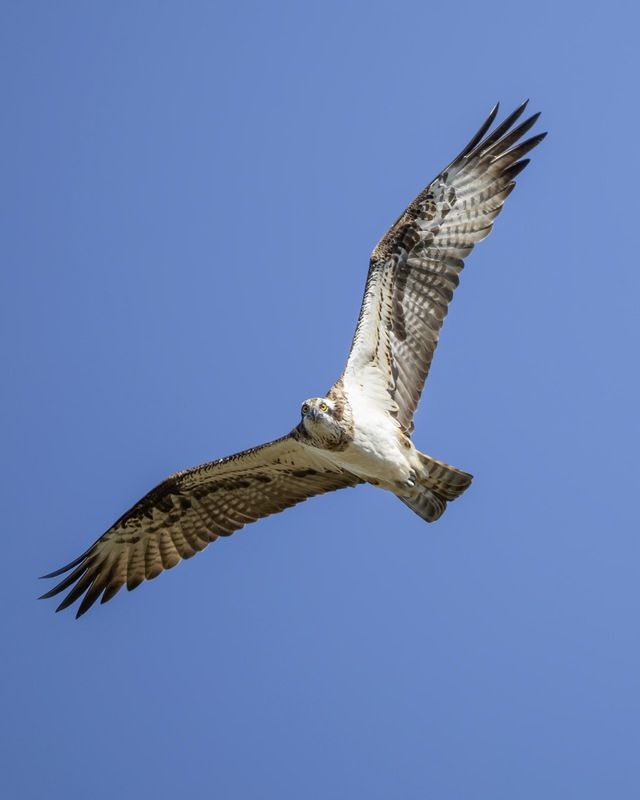 скопа, хищные птицы, птицы,  osprey, красная книга Скопаphoto preview