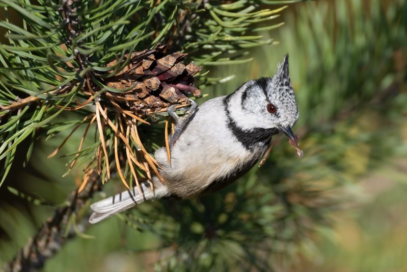 гренадерка, хохлатая синица, синица, птицы Гренадерка фото превью