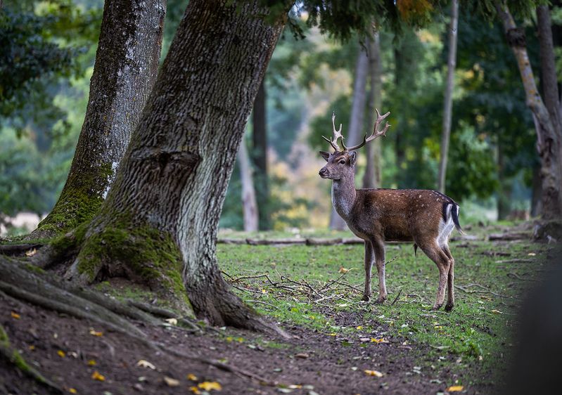 *** фото превью